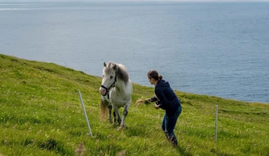 Лошадь на пастбище