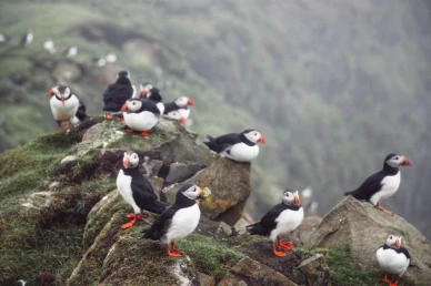 Пафины на острове Мичинес