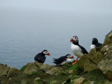 Несколько топориков на острове Мичинес