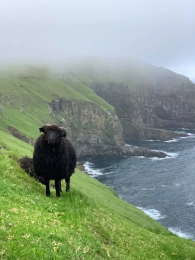 Овца на Фарерских островах